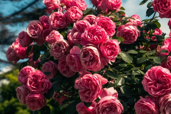 pink rose garden