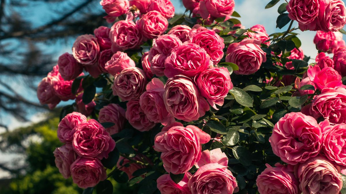 pink rose garden