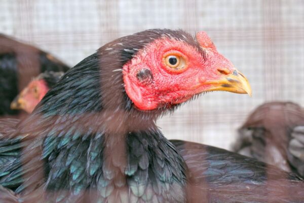 Blue Laced Red Wyandottes