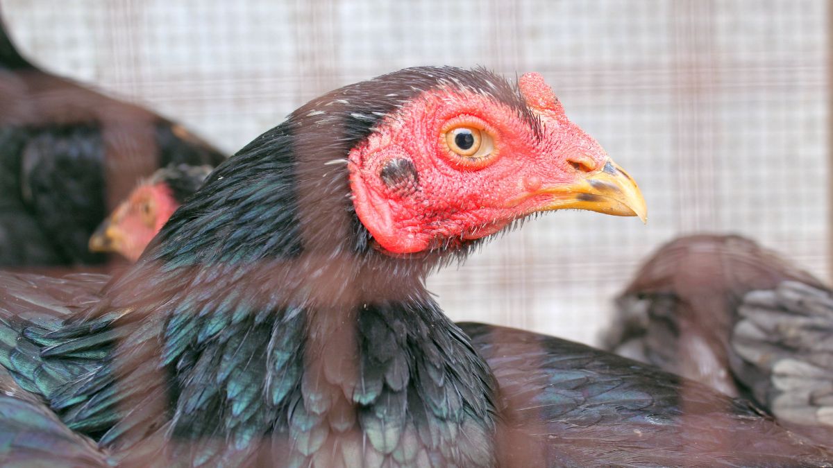 Blue Laced Red Wyandottes